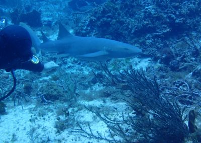Requin Nourrice à Cozumel